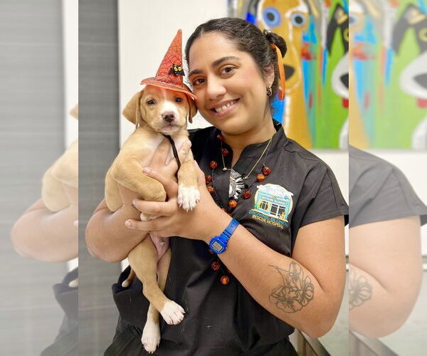 Medium Photo #5 Labrador Retriever-Unknown Mix Puppy For Sale in Sanford, FL, USA