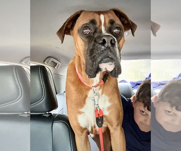 Medium Photo #5 Boxer Puppy For Sale in Dumont, NJ, USA
