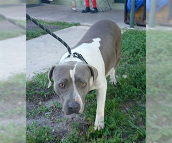 Medium Photo #1 American Staffordshire Terrier Puppy For Sale in Fort Lauderdale, FL, USA