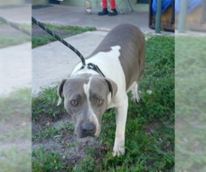 American Staffordshire Terrier Dogs for adoption in Fort Lauderdale, FL, USA