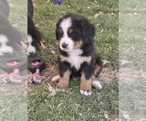 Medium Photo #16 Bernese Mountain Dog Puppy For Sale in SALMON, ID, USA