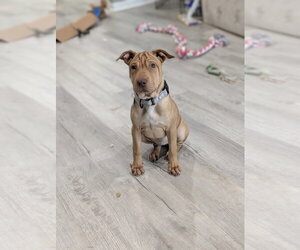 Pudge Rolls - Female Mutt Dog for Adoption - Photo #4