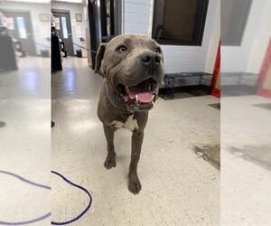 American Pit Bull Terrier Dogs for adoption in Stockton, CA, USA