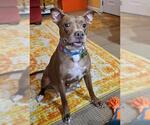 Small #4 American Pit Bull Terrier Mix