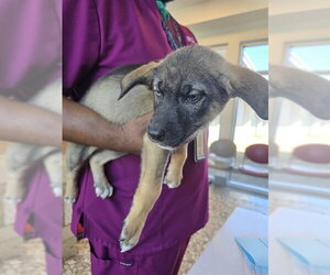 Labrador Retriever-Unknown Mix Dogs for adoption in Houston, TX, USA