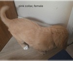 Puppy pink Golden Retriever