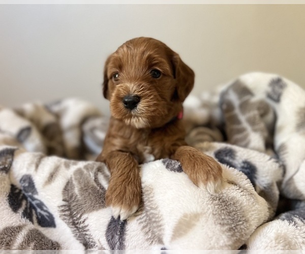 Medium Photo #2 Goldendoodle (Miniature) Puppy For Sale in MANTECA, CA, USA