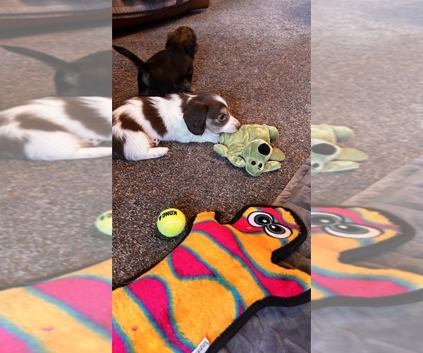 Medium Photo #4 Dachshund Puppy For Sale in CHECOTAH, OK, USA