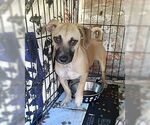 Small #3 Retriever  Mix