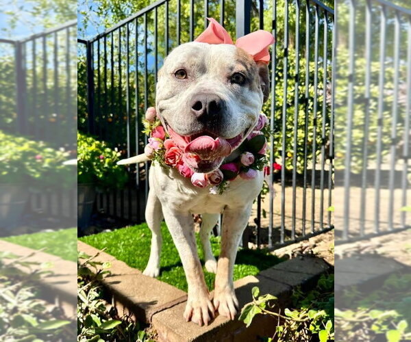 Medium Photo #5 American Bulldog-Unknown Mix Puppy For Sale in Redlands, CA, USA