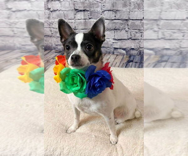 Medium Photo #6 Chihuahua-Unknown Mix Puppy For Sale in New London, WI, USA