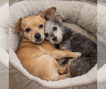 Small #4 Chiweenie
