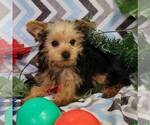Small Photo #4 Yorkshire Terrier Puppy For Sale in ARTHUR, IL, USA
