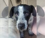 Small Photo #1 Mutt Puppy For Sale in San Antonio, TX, USA