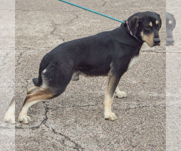 Medium Photo #3 Rottweiler-Unknown Mix Puppy For Sale in Huntley, IL, USA