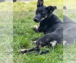 Small Photo #5 Shepweiller Puppy For Sale in Sandy, UT, USA