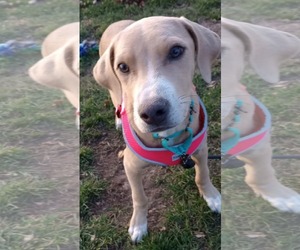 Beth - Female American Pit Bull Terrier-Unknown Mix Dog for Adoption - Photo #7