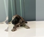 Small Photo #12 Cockapoo Puppy For Sale in ROCHESTER, MN, USA