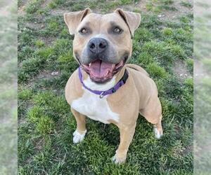 Mutt Dogs for adoption in Camarillo, CA, USA