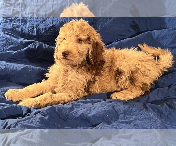 Medium Photo #4 Labradoodle Puppy For Sale in LEXINGTON, GA, USA
