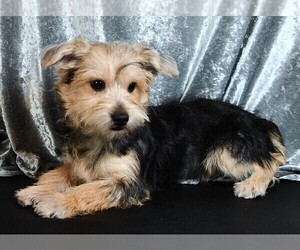 Morkie Puppy for sale in ROCK VALLEY, IA, USA