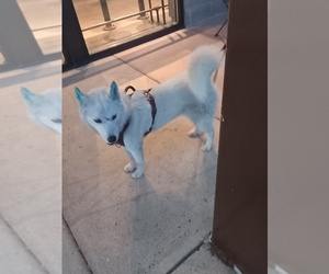 Siberian Husky Puppy for sale in COLORADO SPGS, CO, USA
