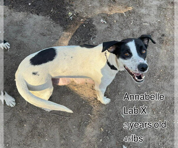 Medium Photo #5 Labrador Retriever-Unknown Mix Puppy For Sale in pomfret, CT, USA
