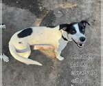 Small #4 Labrador Retriever Mix
