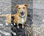 Small #4 Golden Retriever Mix