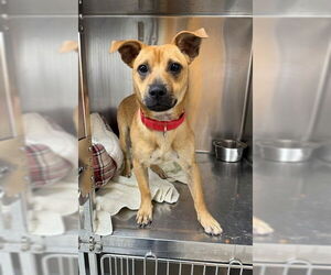 Mutt Dogs for adoption in Naples, FL, USA