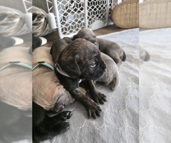 Medium Photo #12 Cane Corso Puppy For Sale in BLANCA, CO, USA