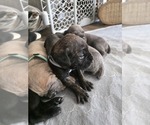 Small #11 Cane Corso