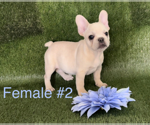 French Bulldog Puppy for Sale in MAYO, Florida USA