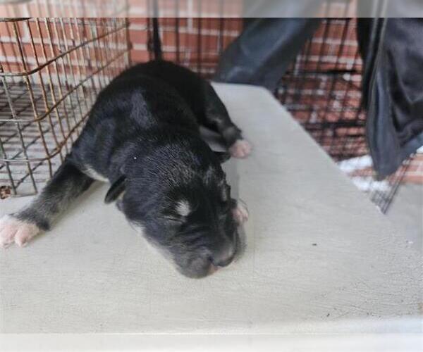 Medium Photo #1 Labrador Retriever-Unknown Mix Puppy For Sale in Houston, TX, USA