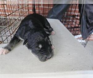 Labrador Retriever-Unknown Mix Dogs for adoption in Houston, TX, USA