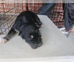 Small Labrador Retriever Mix