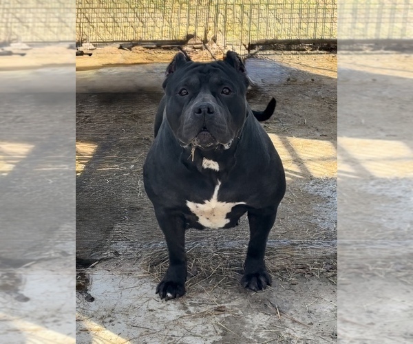 Medium Photo #1 American Bully Puppy For Sale in ORANGEBURG, SC, USA
