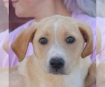 Small Photo #5 Golden Retriever-Unknown Mix Puppy For Sale in Huntley, IL, USA