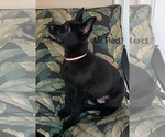 Small #2 German Shepherd Dog