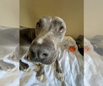Small #1 American Pit Bull Terrier