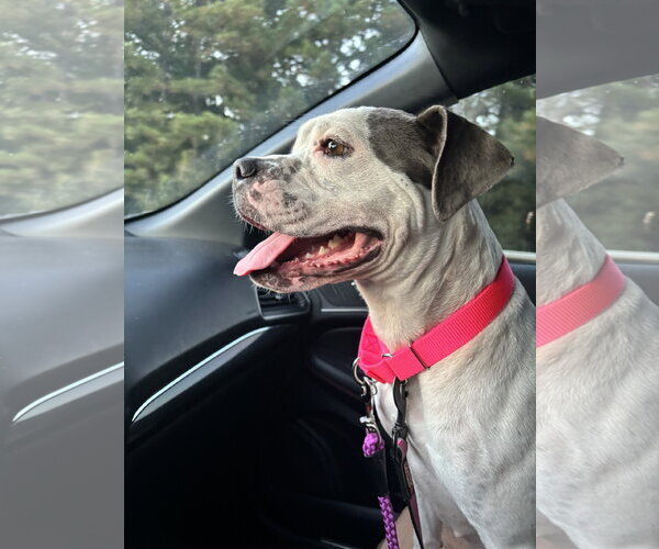 Medium Photo #2 Bullboxer Pit Puppy For Sale in Holly Springs, NC, USA