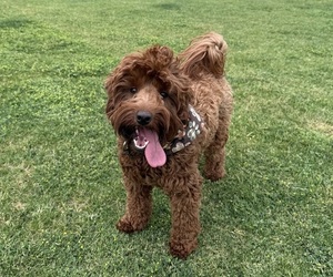 Mother of the Irish Doodle (Miniature) puppies born on 10/28/2025