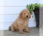 Small #3 Poodle (Miniature)