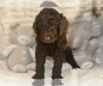 Small Photo #3 Labradoodle mix (+ Poodle Standard) Puppy For Sale in CHULA VISTA, CA, USA