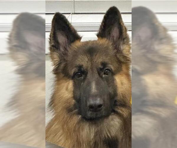Medium Photo #1 German Shepherd Dog Puppy For Sale in Camarillo, CA, USA