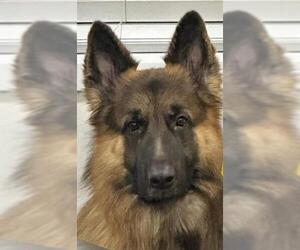 German Shepherd Dog Dogs for adoption in Camarillo, CA, USA