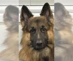 CHASE - Male German Shepherd Dog Dog for Adoption - Small photo