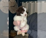 Puppy Puppy 1 Poodle (Standard)