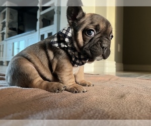 French Bulldog Puppy for sale in CASA GRANDE, AZ, USA