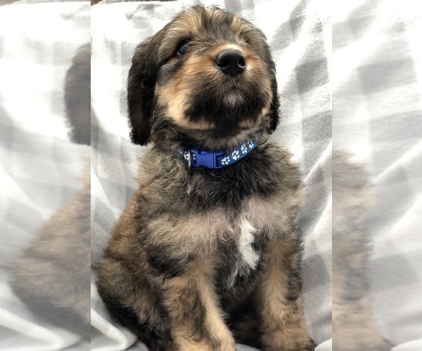 Medium Photo #2 Bernedoodle Puppy For Sale in WINTER, WI, USA